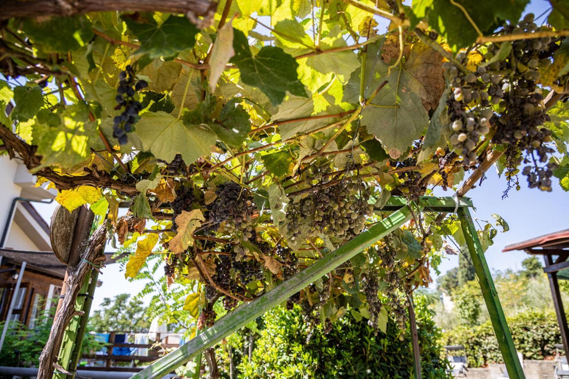 Sole Verde Green House Terricciola Εξωτερικό φωτογραφία